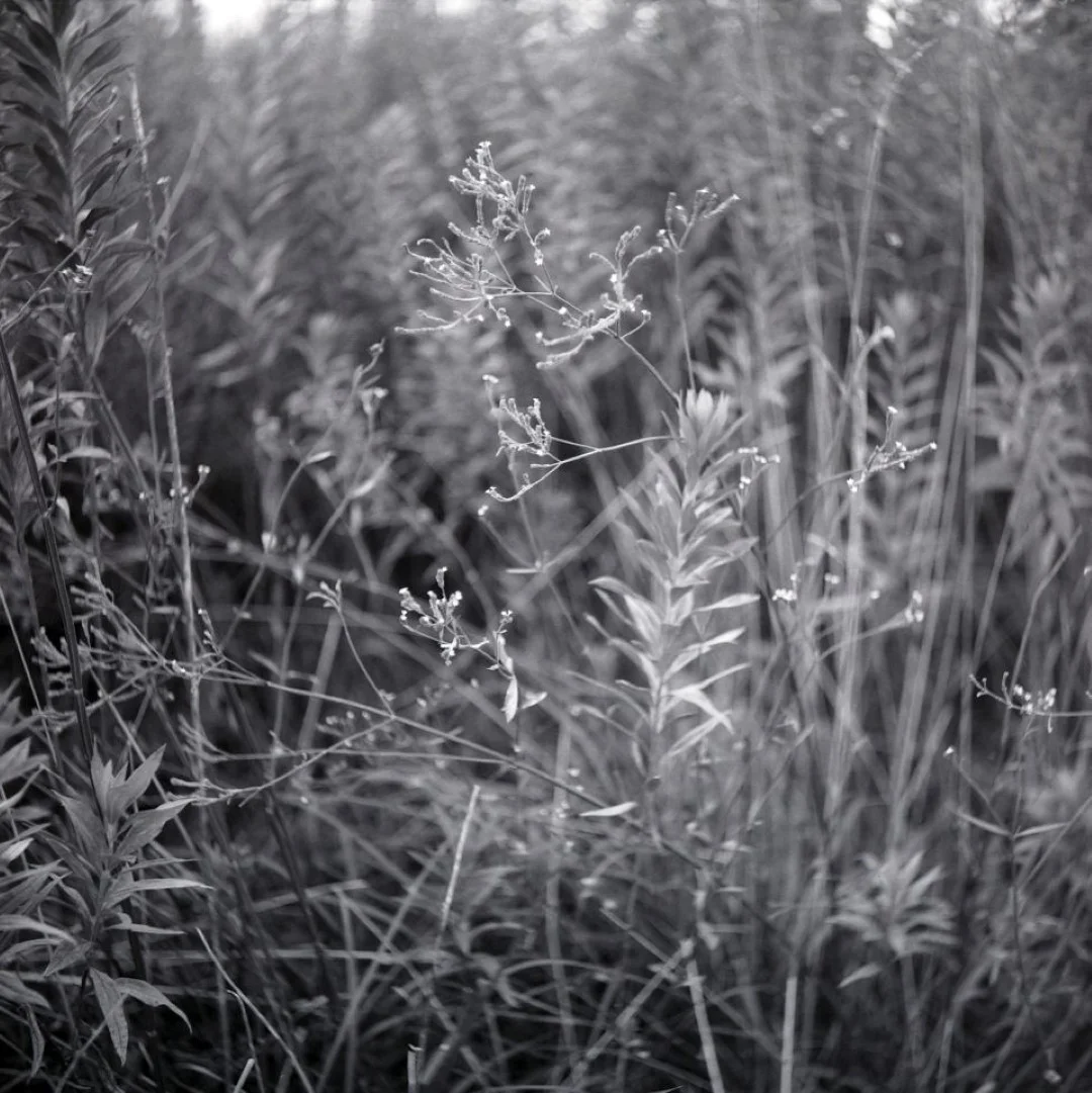 Yashicaflex A2 作例